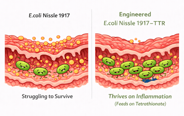 Engineered E coli Nissle 1917 TTR thriving on tetrathionate in inflamed colon compared with standard E coli Nissle 1917 in ulcerative colitis