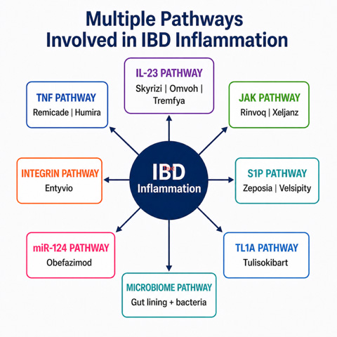 Multiple pathways involved in IBD inflammation including TNF, IL 23, JAK, S1P, integrin, TL1A, miR 124 and microbiome pathways