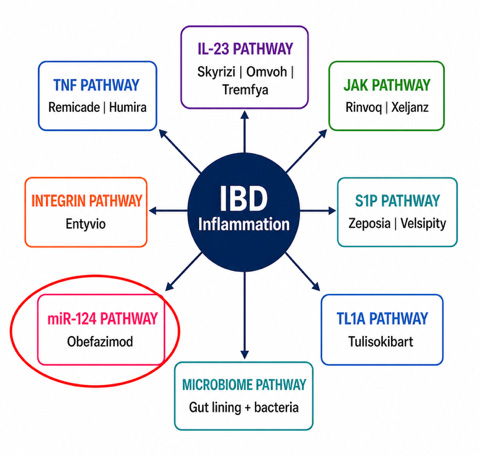 Diagram showing multiple pathways involved in IBD inflammation, with the miR-124 pathway and obefazimod highlighted by a red circle